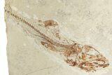 Cretaceous Predatory Fish (Eurypholis) - Fish In Stomach! #200646-2